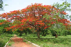 Delonix regia